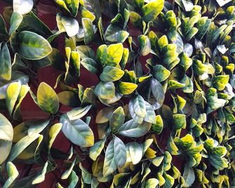 Myers Cbd - Bendigo - Building