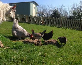 Secluded, peaceful large Shepherd hut on 14 acre smallholding. - Barnstaple - Outdoors view