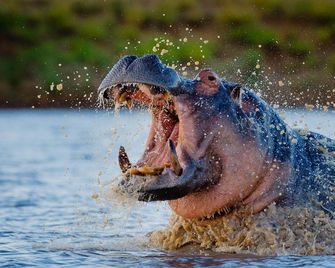 Motswari Private Game Reserve Resort By Newmark - Kruger National Park