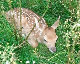 Ferienhof Niemann Wohnung 7 - Haselünne