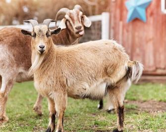 Vintage Camping with the Goats - Pickrell
