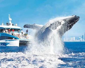 Ocean View Studio Apartment Surfers Para - Surfers Paradise