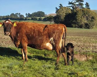 Nonoti Farm. Warm, cozy and rural views. 5 minutes from Cheviot. Self contained - Cheviot