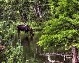 Come stay at the Rustic River Lodge for unbelievable views! - Estes Park