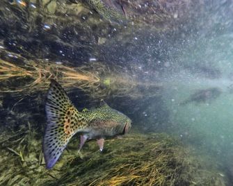 Cozy Cabin Rental for a Relaxing Getaway near Silver Star, Montana - Twin Bridges