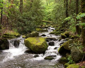 Private/secluded & Sanitized in Mature Woods by Park short walk to Creek Pets OK - Cosby - Outdoors view