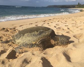 Turtle Bay Oceanview Beachfront 3 Bedroom Villa #314 - Kahuku - Beach