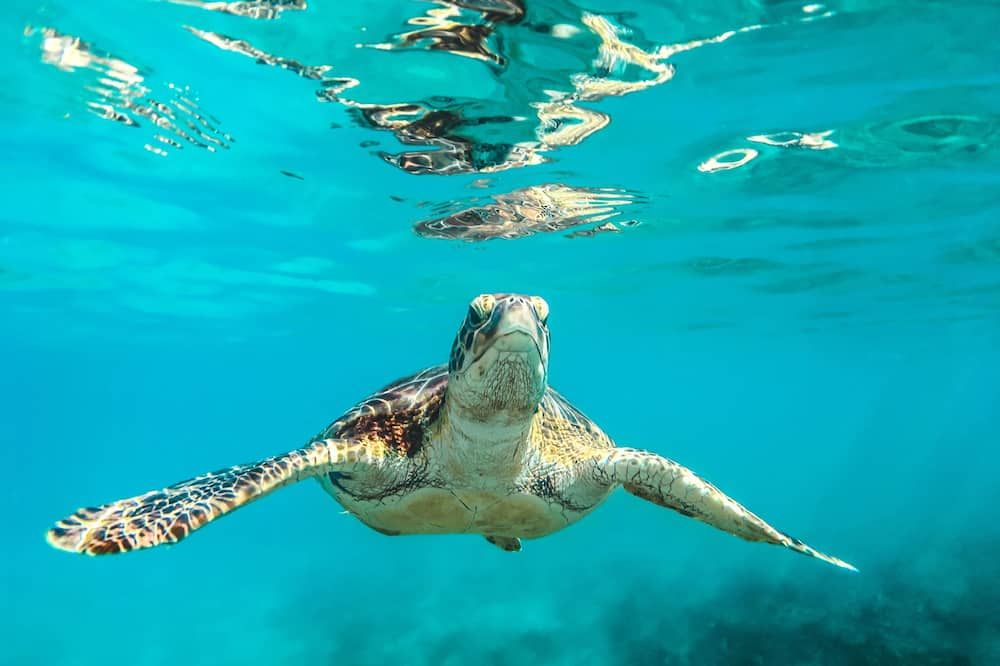 Howzit Hostels Hawaii - Hilo