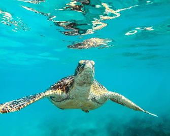 Howzit Hostels Hawaii - Hilo