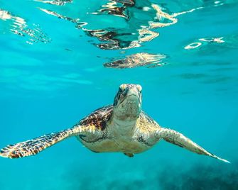 Howzit Hostels Hawaii - Hilo