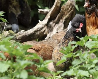 Living in the Waldblick Nature Reserve - Neresheim