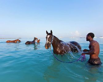 Blue Horizon Hotel - Rockley