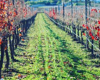 In the Heart of Los Olivos- Luxury Wine Country- on our Vineyard! - Los Olivos - Outdoors view