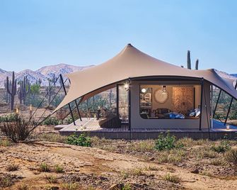 Tent Cholla, occupancy near Saguaro NP - Marana