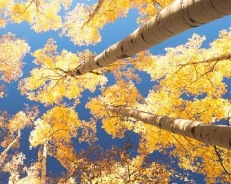 Affordable Aspen Condo in the Heart of Downtown - Aspen
