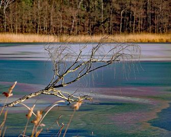 Cozy vacation home between Berlin and the Spreewald Four-legged friends are welcome - Halbe - Pool