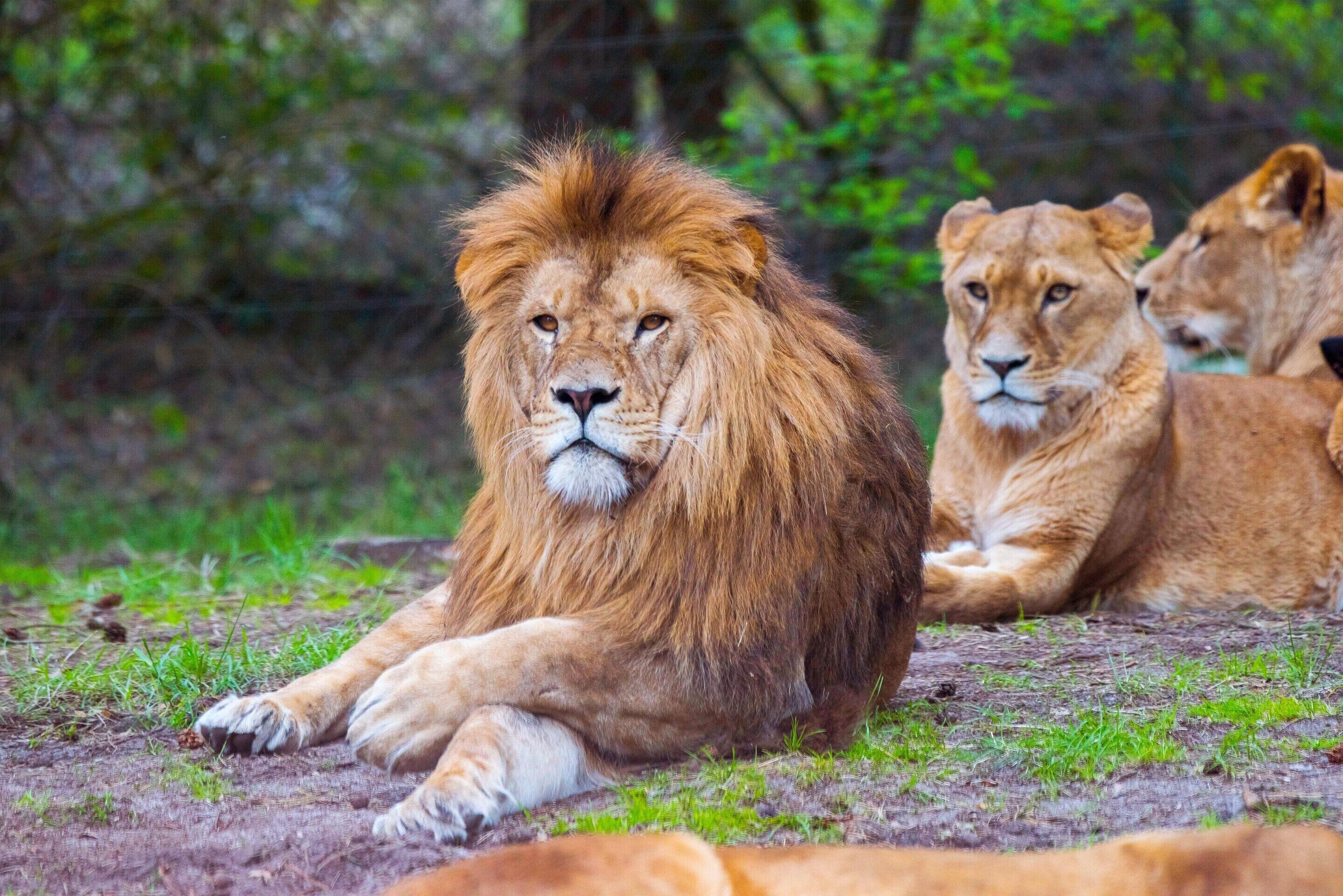 لاكسوسسيلت آيم سيرينجيتي بارك