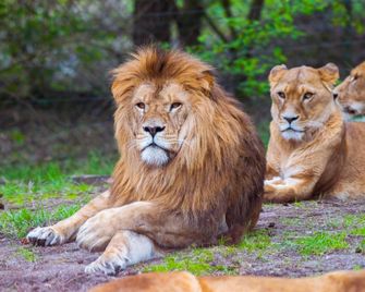 Serengeti Park Resort - Hodenhagen