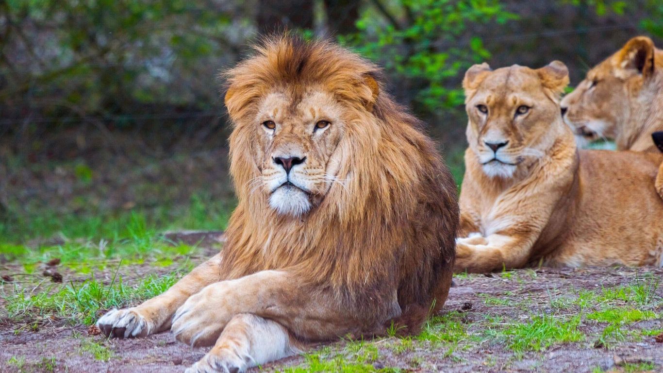 لاكسوسسيلت آيم سيرينجيتي بارك