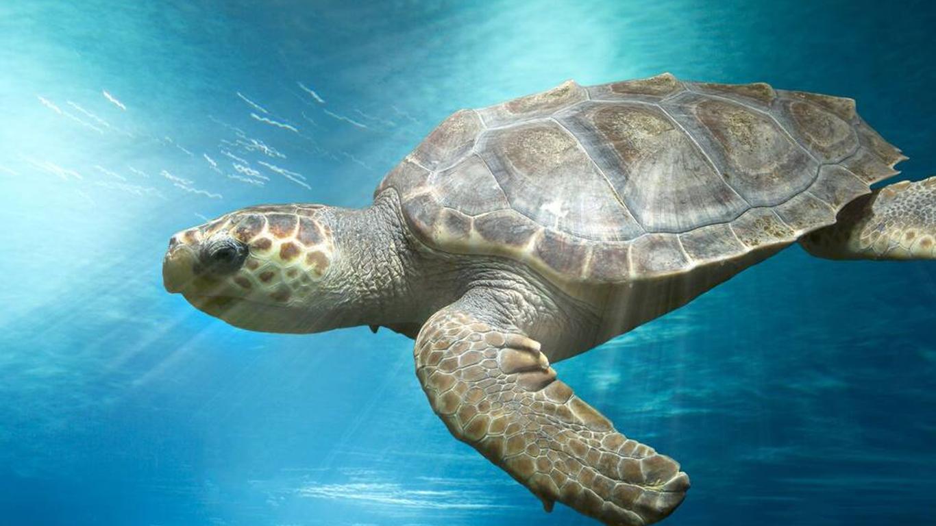 Hôtel Marineland Resort