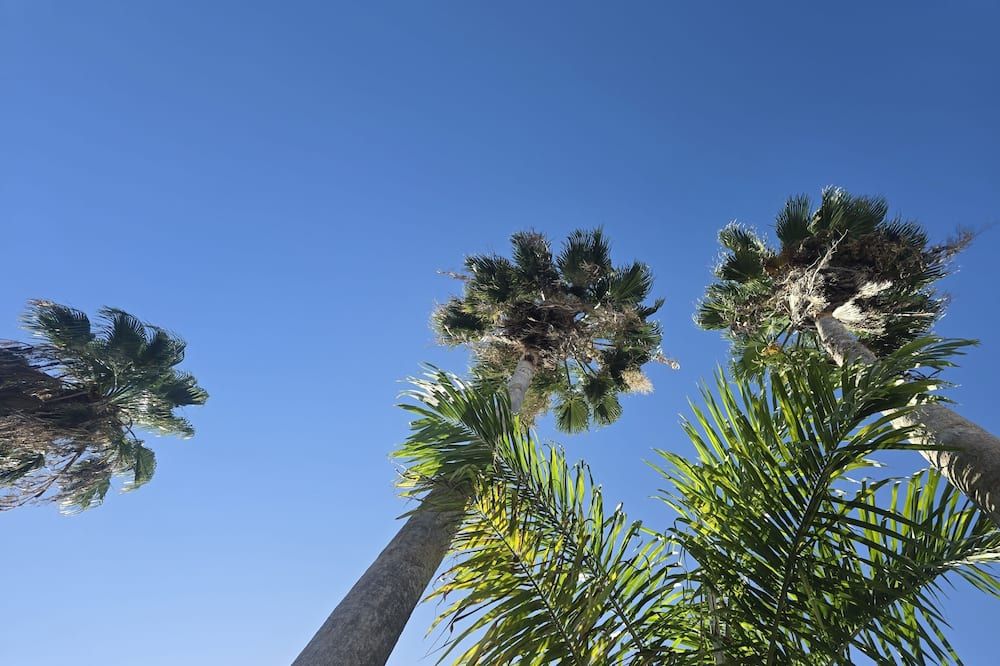 Sea Shell Palms - אוקו ריוס - נוף חיצוני