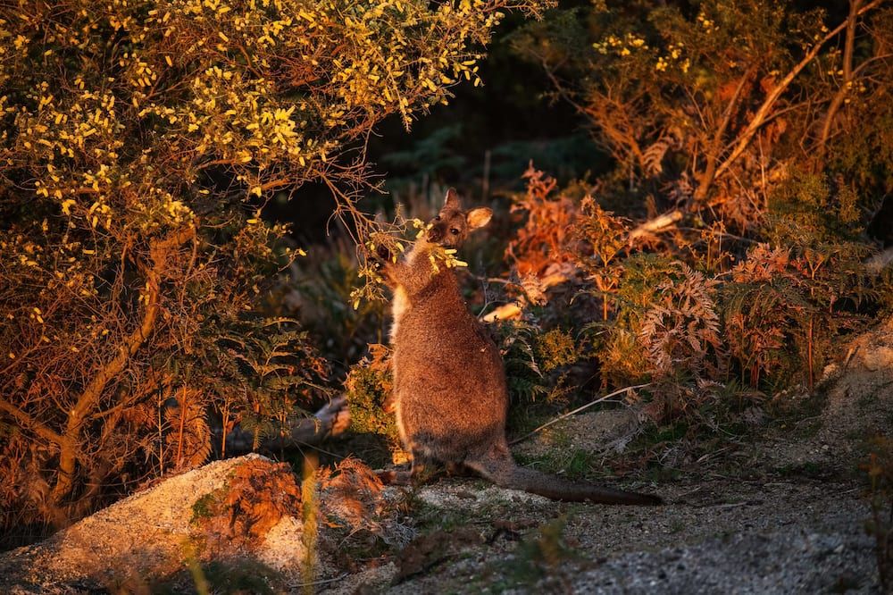 Freycinet Resort - Coles Bay
