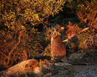 Freycinet Resort - Coles Bay
