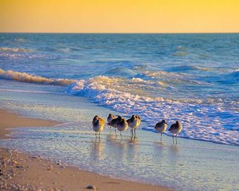 Breathtaking Views - Romantic Honeymoon Suite - Jensen's 'On the Gulf' 4 - Captiva - Plage