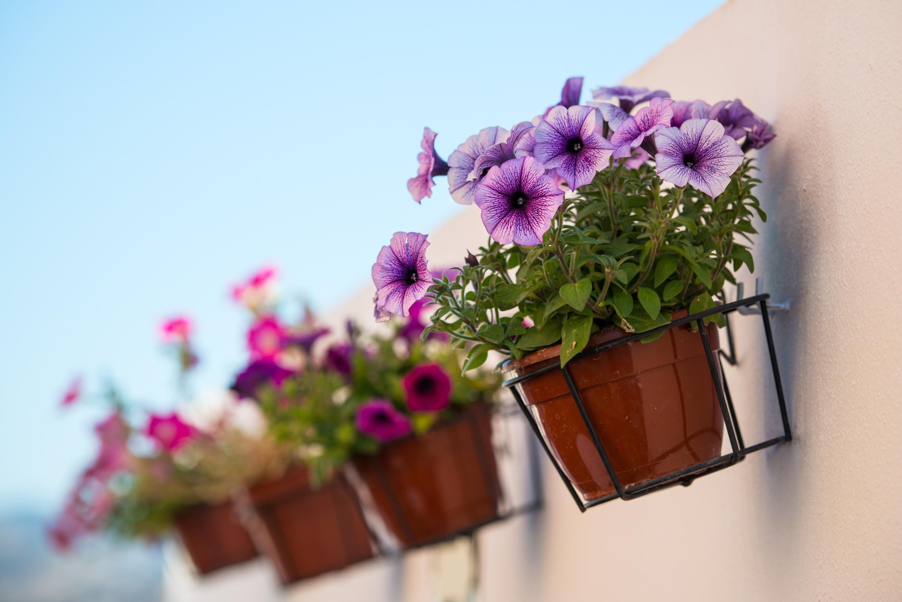 Salles Hotel Malaga Centro - Málaga - Pool
