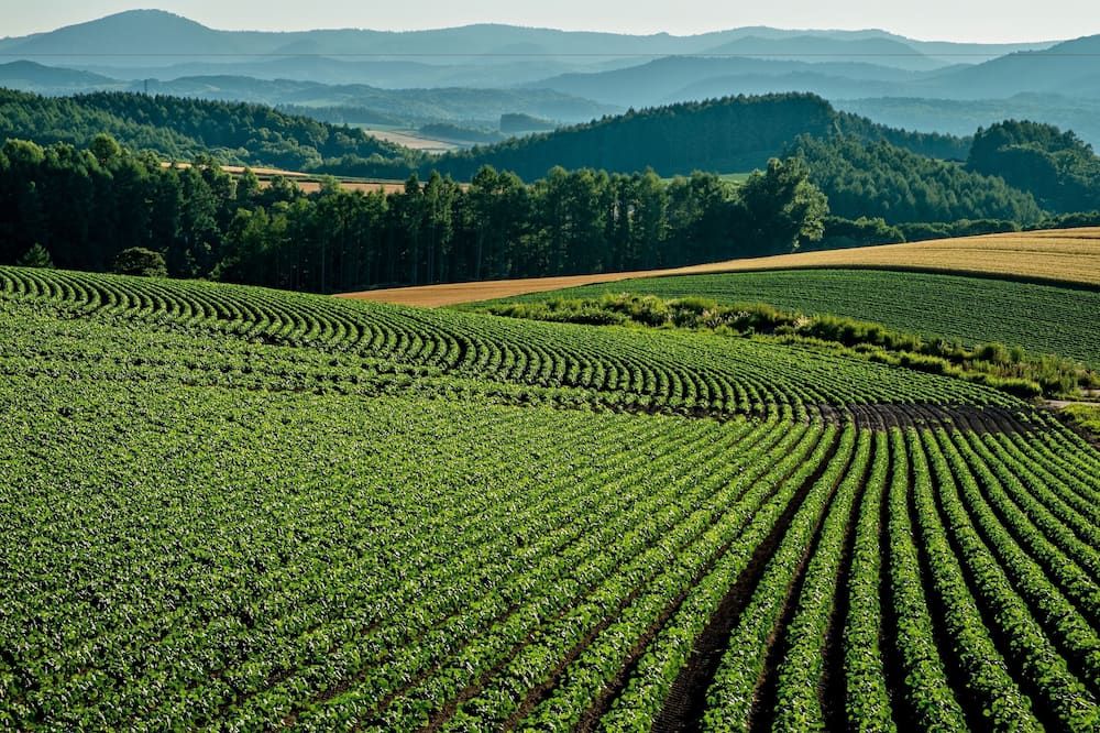 بنشيون ميجومي يوكي