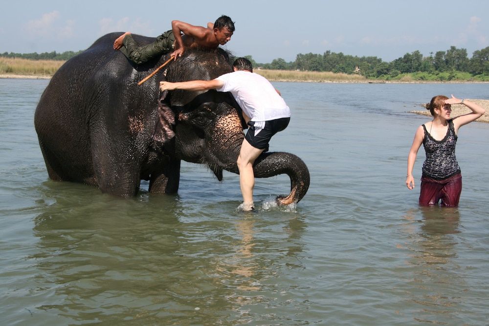 Jungle Wildlife Camp - Sauraha