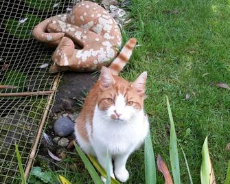 Rowlands Castle No 41 - Rowland's Castle