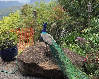 Escape to a Mountain Retreat in Beechmont, Australia - Beechmont