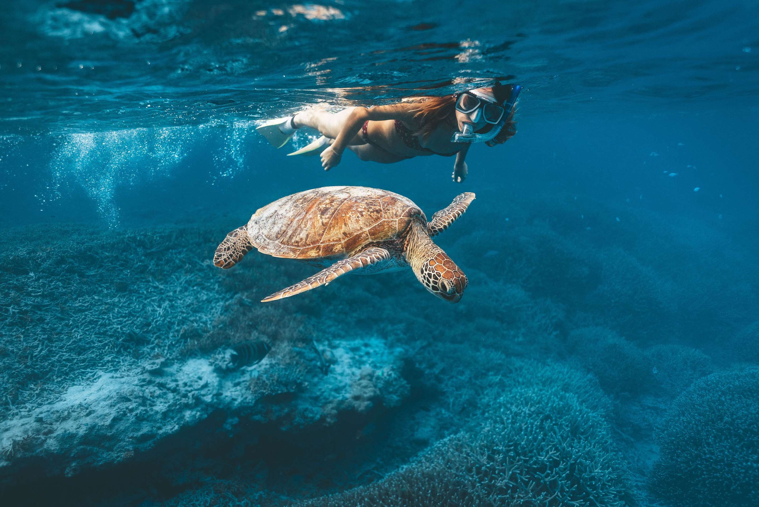 Heron Island Resort - Heron Island