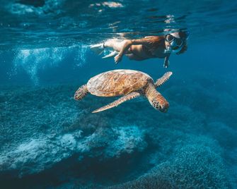 Heron Island Resort - Heron Island