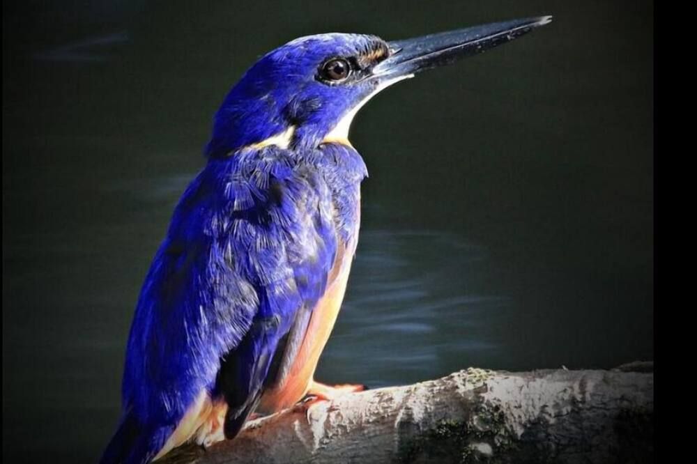 Egrets Rest - Daintree - Salon