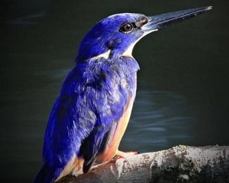 Egrets Rest - Daintree - Salon