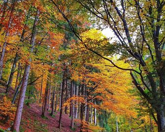 Ferienwohnung Kraftquelle im Wohnpark SchwarzwaldBlick, Bernau - Bernau im Schwarzwald - Outdoor view