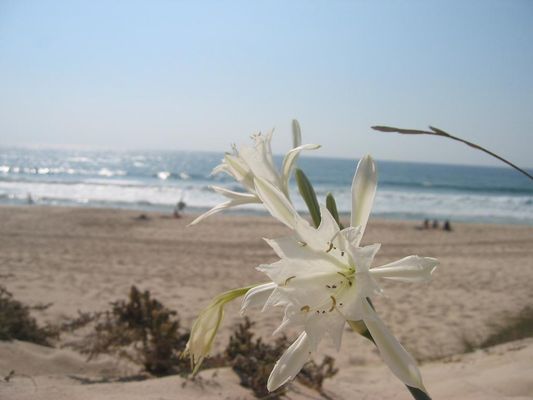 Blue Guide - Vila Nova de Milfontes - Beach
