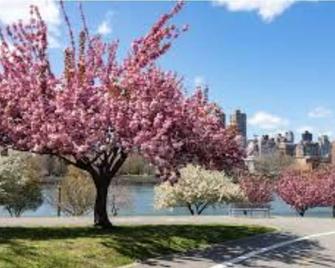private apartment cozy and clean - Queens - Outdoors view