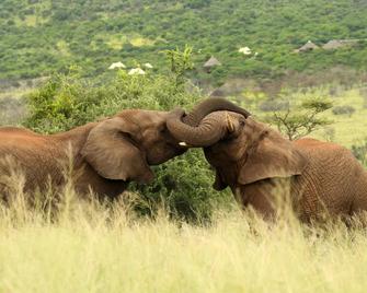 Thanda Safari - Hluhluwe - Bina