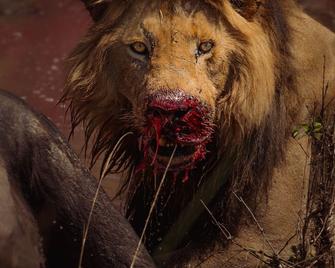 Mara Big Five Lodge - Talek