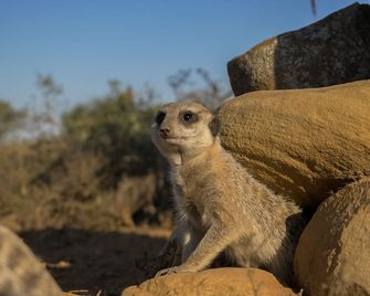 Kudu Ridge Game Lodge - Addo