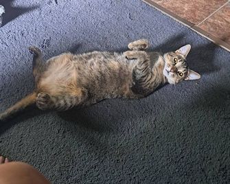 Persons Whom Appreciate the Fine Arts Prefered. - Saginaw