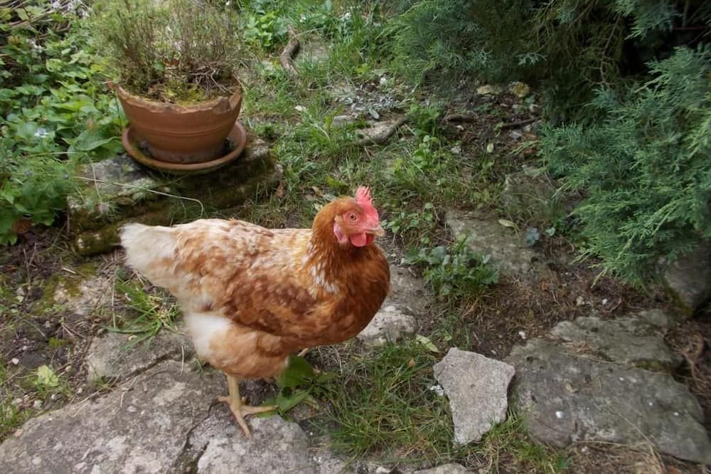 A L'Antan - La Ferme D'Octave - Saint-Hilaire-de-Villefranche