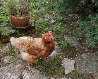 A L'Antan - La Ferme D'Octave - Saint-Hilaire-de-Villefranche