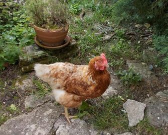 A L'Antan - La Ferme D'Octave - Saint-Hilaire-de-Villefranche