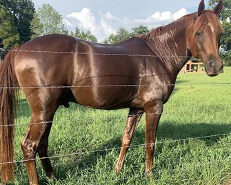 RV or horse trailer hookup with pasture for horses - Robertsdale