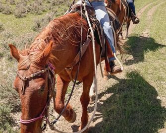 Ta Guest Ranch - Buffalo