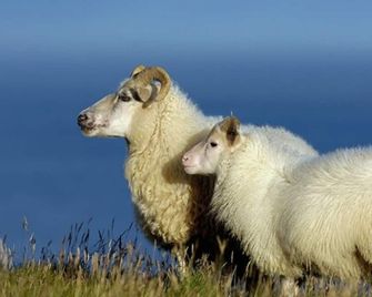Hótel Dyrhólaey - Vik